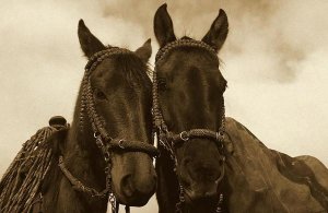 Pete Oxford - Horses pair belonging to Chagras, Andes Mountains, Ecuador - Sepia