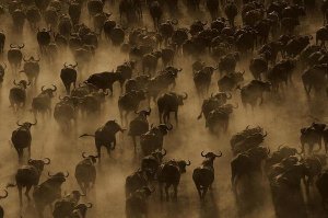 Pete Oxford - Cape Buffalo herd stampeding, Africa - Sepia