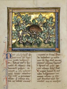 Franco-Flemish 13th Century - A Hedgehog