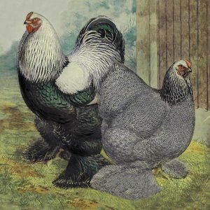 Lewis Wright - Chickens: Dark Brahmas