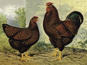 Lewis Wright - Chickens: Golden Wyandottes