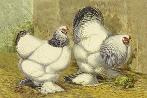 Lewis Wright - Chickens: Light Brahmas