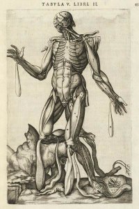 Andreas Versalius - Male figure with muscles and skeleton