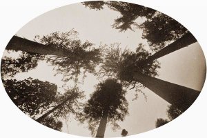 Carleton Watkins - Among The Tree Tops Calaveras Grove