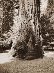 Carleton Watkins - Big Tree Felton (Redwood), Santa Cruz, California, 1880s