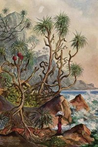 Ernst Haeckel - Pandanus bei Matura Schraubenpalmen an der Südküste von Ceylon
