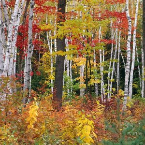 James Randklev - Autumn in Shelburne Forest - Triptych Center