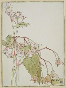 Hannah Borger Overbeck - Beef Begonia