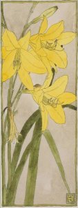 Hannah Borger Overbeck - Yellow Daylily