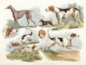Henry Thomas Alken - Hunting Dogs, 1817