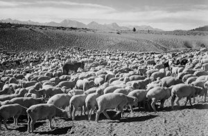 Ansel Adams - Flock in Owens Valley - National Parks and Monuments, 1941