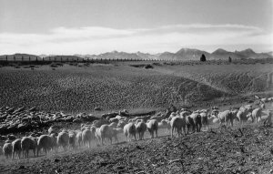 Ansel Adams - Flock in Owens Valley, California, 1941