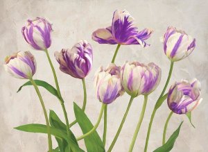 Jenny Thomlinson - Tulipes