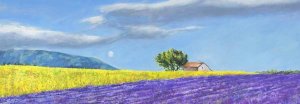 Massimo Germani - Campi di Lavanda