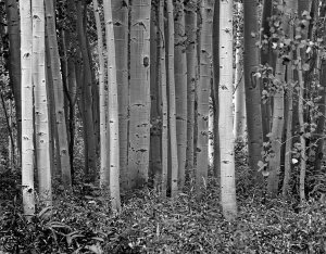 Time Fitzharris - Aspen trees and Fireweed, Collegiate Peaks Wilderness Area, Colorado - BW