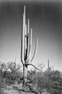 Ansel Adams - Full view of cactus and surrounding shrubs, In Saguaro National Monument, Arizona, ca. 1941-1942