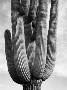Ansel Adams - Detail of cactus Saguaros, Saguro National Monument, Arizona, ca. 1941-1942