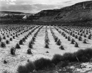 Ansel Adams - Looking across rows of corn, cliff in background, Corn Field, Indian Farm near Tuba City, Arizona, in Rain, 1941