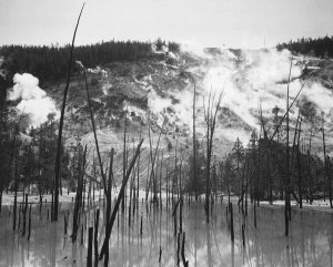 Ansel Adams - Barren trunks in water near steam rising from mountains, Roaring Mountain, Yellowstone National Park, Wyoming, 