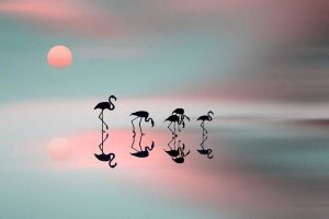 Natalia Baras - Family Flamingos