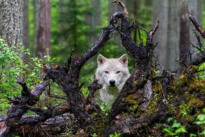 Mike Centioli - Wolf