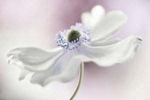 Mandy Disher - Anemone Breeze