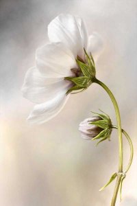 Mandy Disher - Cosmos