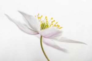 Mandy Disher - Nemorosa