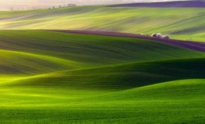 Piotr (Bax) Krol - Verdant Land