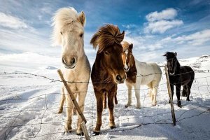 Mike Leske - Icelandic Hair Style