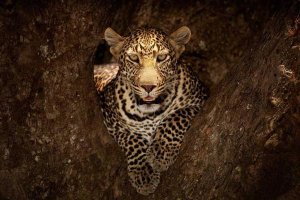 Ozkan Ozmen Photography - Leopard Resting On A Tree At Masai Mara