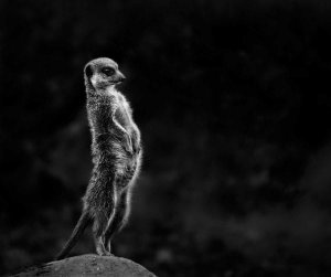 Greetje Van Son - The Meerkat