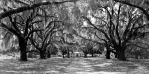 Anonymous - Avenue of oaks, South Carolina