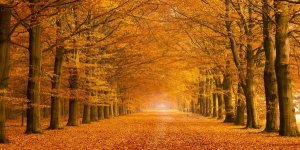 Pangea Images - Woods in autumn