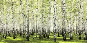 Anonymous - Birch forest in spring