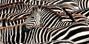 Pangea Images - Herd of zebras