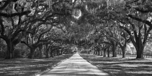 Anonymous - Tree lined plantation entrance,  South Carolina