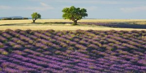 Frank Krahmer - Lavender field and almond tree, Provence, France