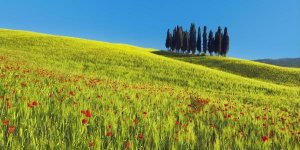 Frank Krahmer - Cypress and corn field, Tuscany, Italy