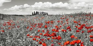 Frank Krahmer - Farm house with cypresses and poppies, Tuscany, Italy