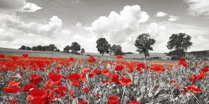 Frank Krahmer - Poppies and vicias in meadow, Mecklenburg Lake District, Germany