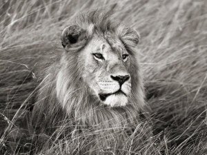 Frank Krahmer - African lion, Masai Mara, Kenya