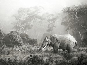 Frank Krahmer - African elephant, Ngorongoro Crater, Tanzania