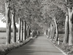 Frank Krahmer - Lime tree alley, Mecklenburg Lake District, Germany