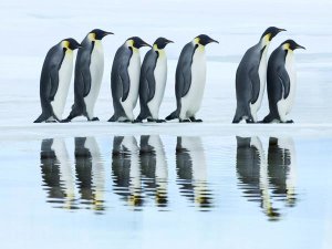 Frank Krahmer - Emperor penguin group, Antarctica