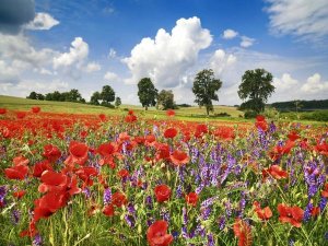 Frank Krahmer - Poppies and vicias in meadow, Mecklenburg Lake District, Germany