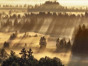Frank Krahmer - Fog impression at Sindelbachfilz, Bavaria, Germany