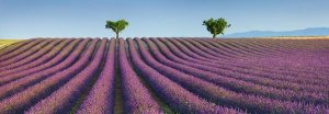 Frank Krahmer - Lavender field, Provence, France