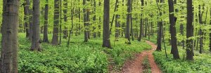 Frank Krahmer - Beech forest, Germany