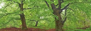 Frank Krahmer - European beech, Kellerwald, Germany